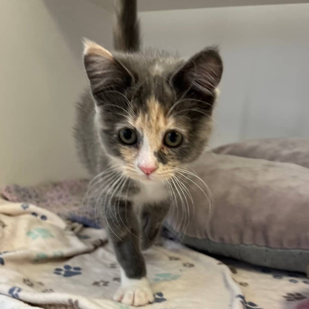 Petrie - Domestic Shorthair cat available for adoption at Border Paws Animal Shelter in Lloydminster