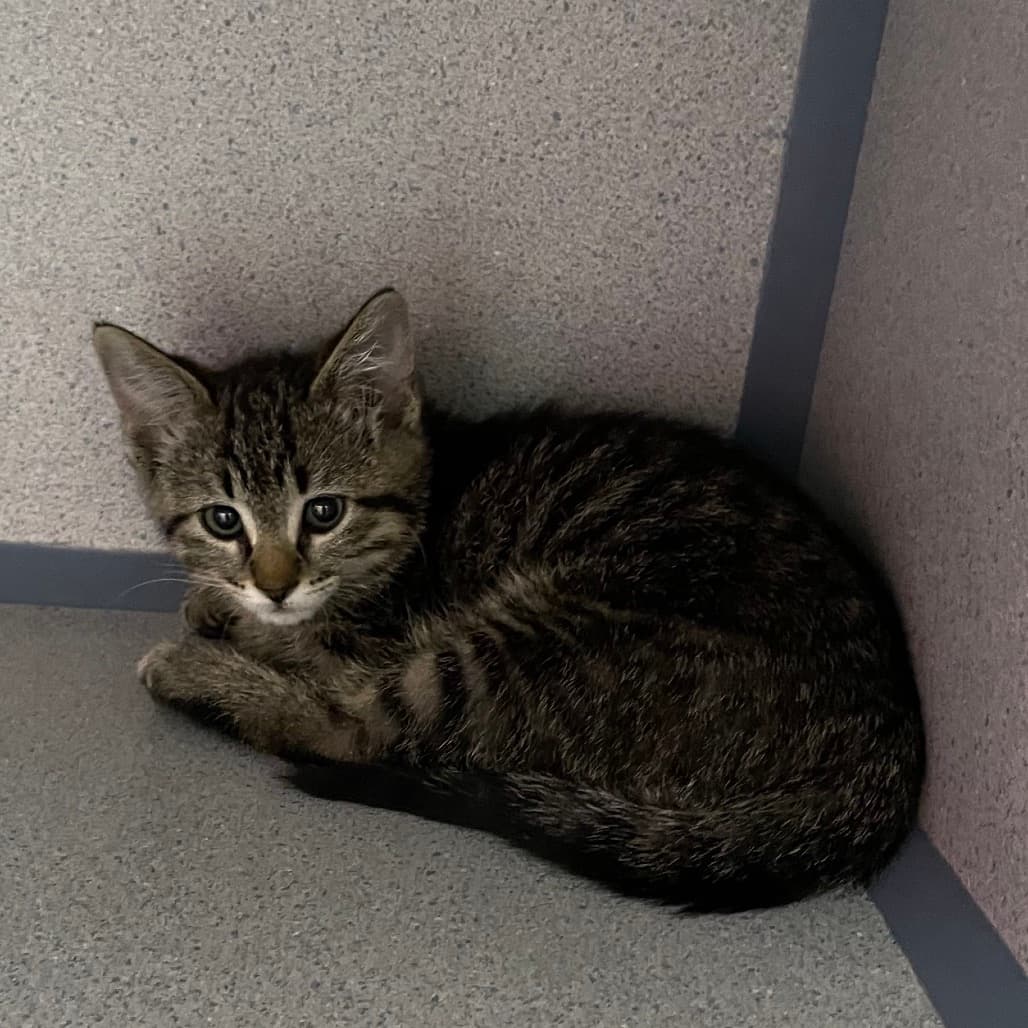 Stitch - Domestic Shorthair cat available for adoption at Battlefords Humane Society in Saskatchewan