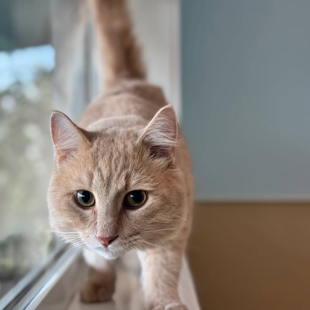 Moody - Domestic Medium Hair cat available for adoption at Prince Albert SPCA in Prince Albert