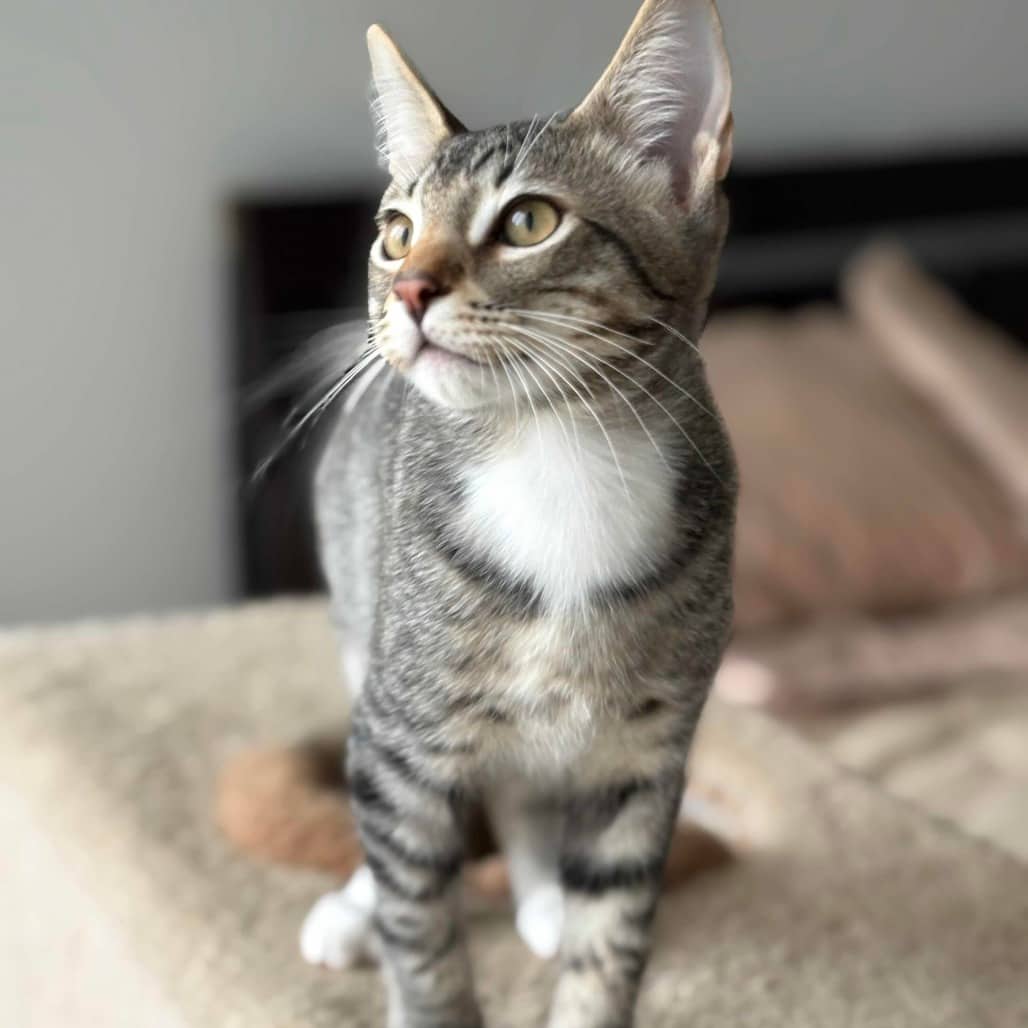 Alex - Domestic Shorthair available for adoption