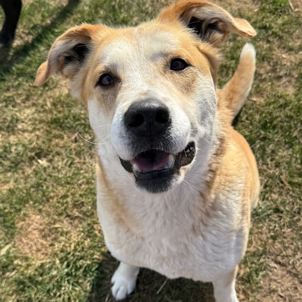 Katie - MIXED BREED available for adoption at SCARS in Calgary