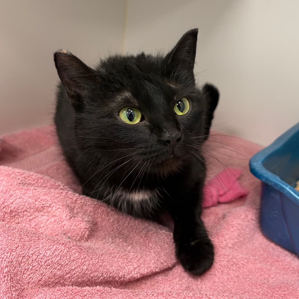 Lady Linguini - Domestic Shorthair cat available for adoption at Saskatoon SPCA in Saskatoon