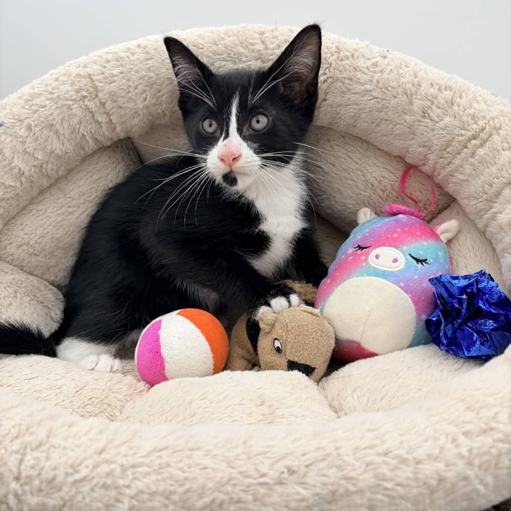 Georgio - Domestic Shorthair cat available for adoption at Moose Jaw Humane Society in Moose Jaw