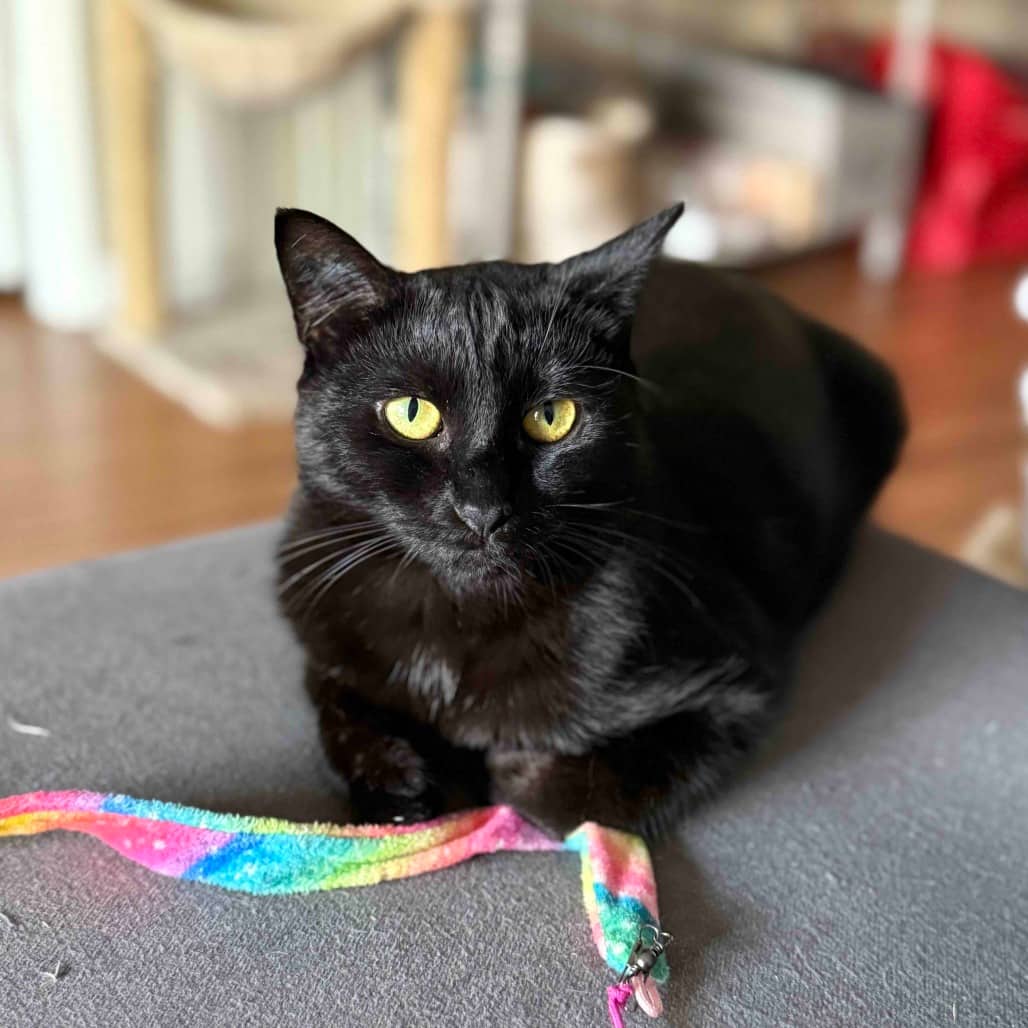 Alice - Domestic Shorthair cat available for adoption at Vancouver Orphan Kitten Rescue Association in Vancouver