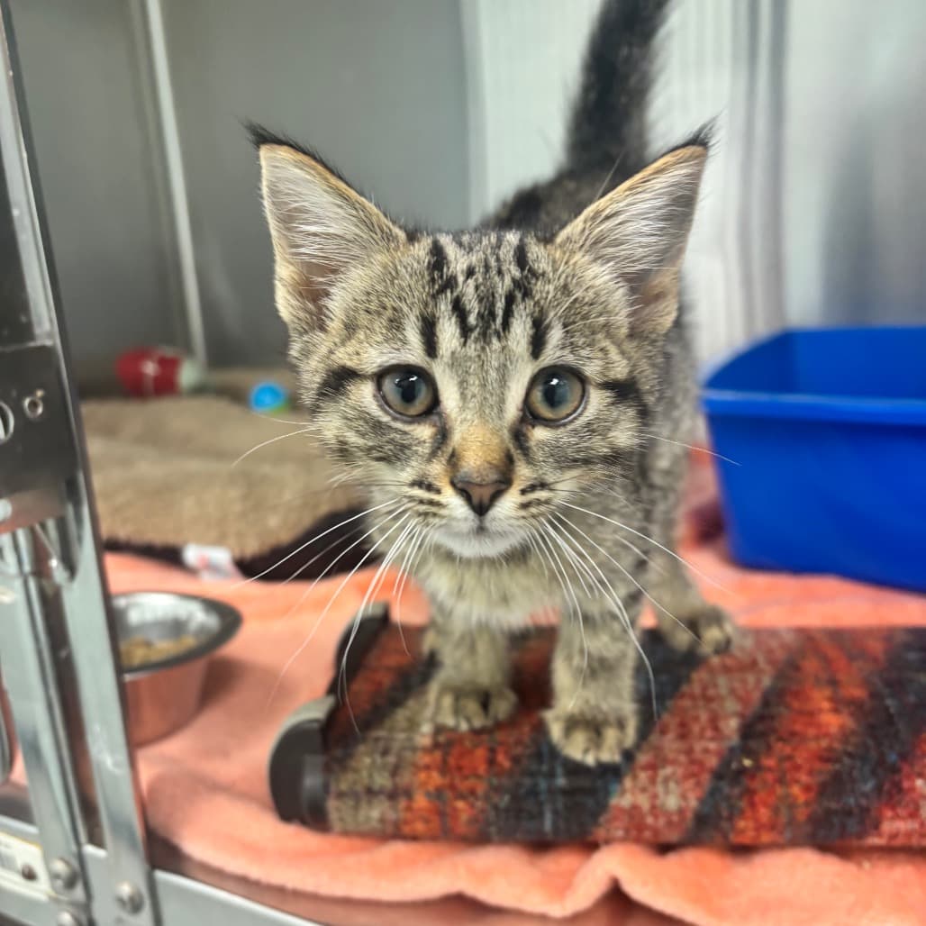 Cucumber - Domestic Shorthair cat available for adoption at Saskatoon SPCA in Saskatoon
