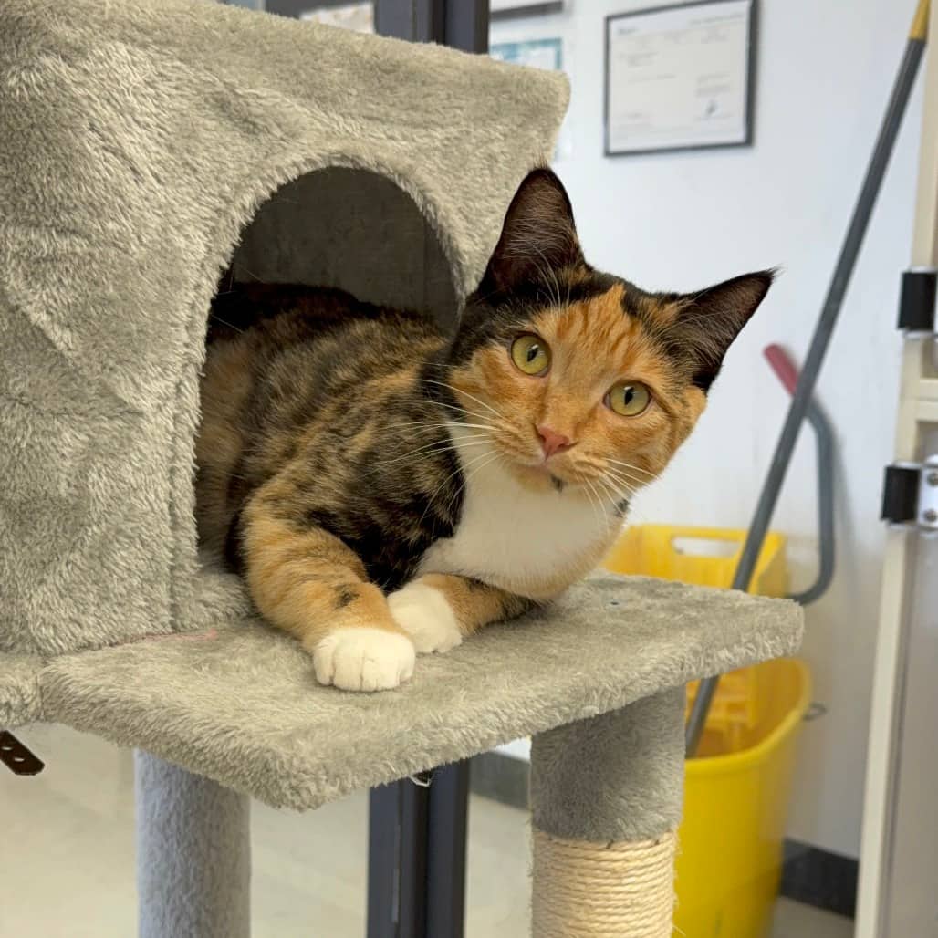Spot - Domestic Shorthair available for adoption