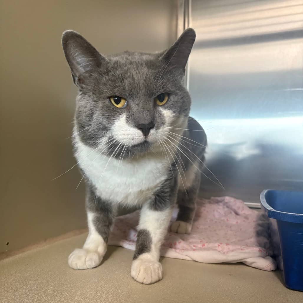 Gary - Domestic Shorthair cat available for adoption at Saskatoon SPCA in Saskatoon
