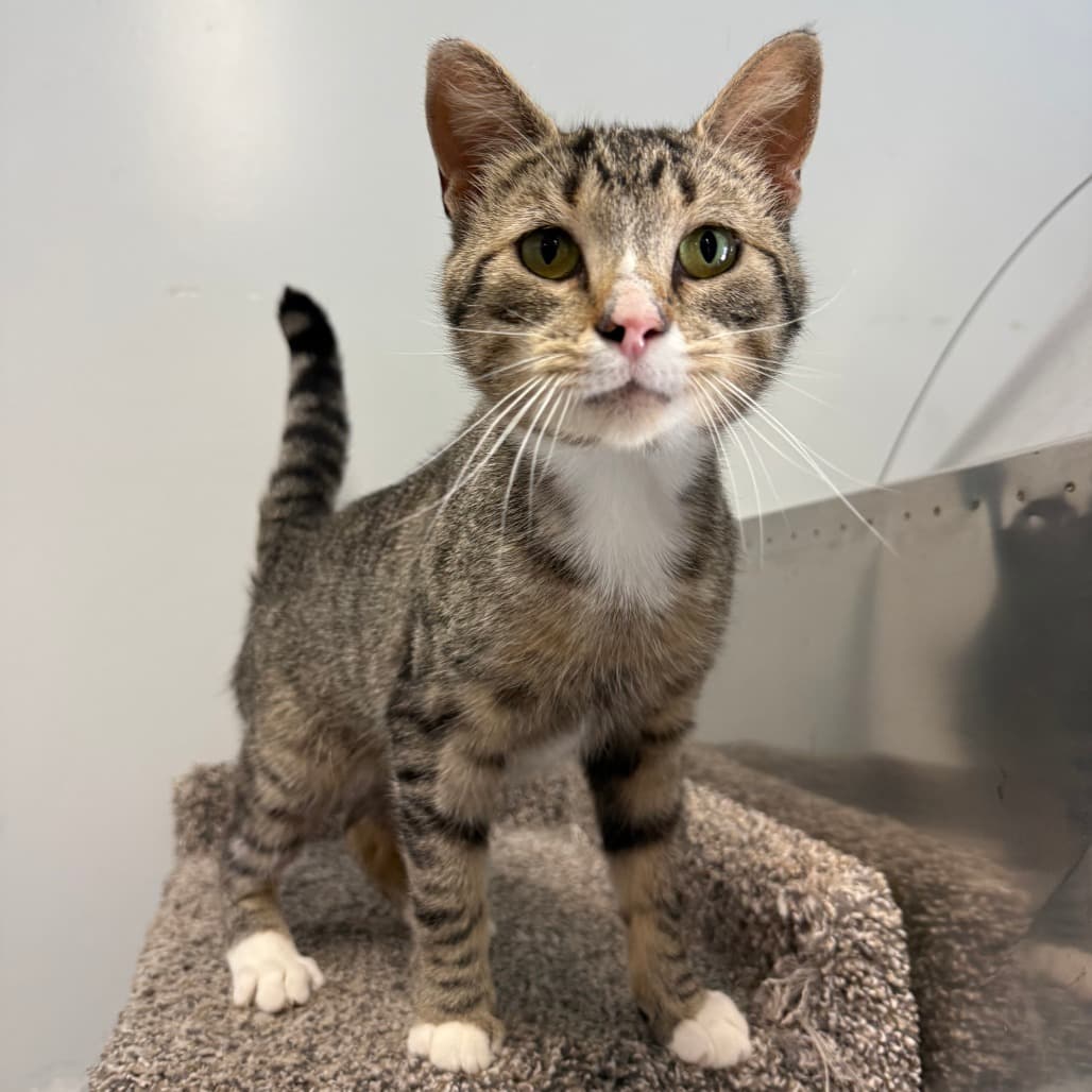 Panini - Domestic Shorthair cat available for adoption at SPCA Swift Current in Swift Current