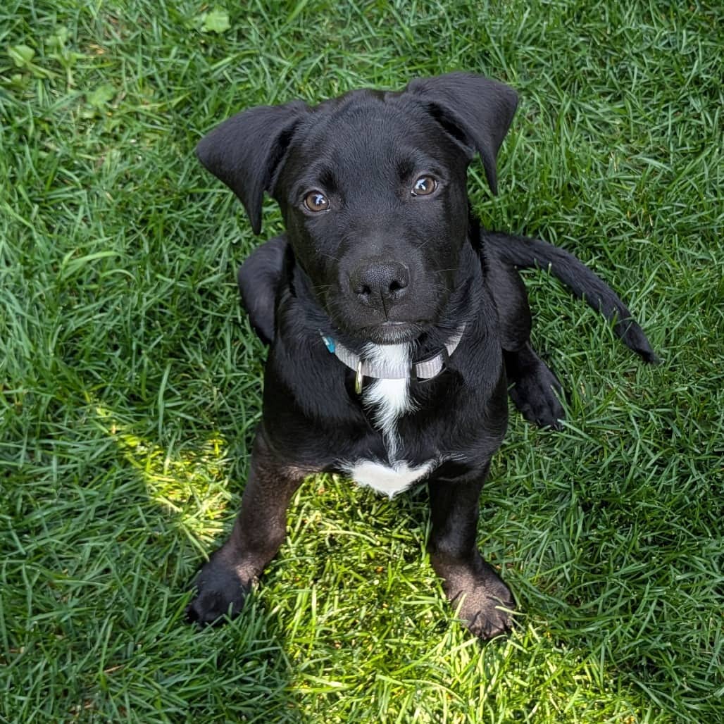 Lug Nut - Mixed Breed available for adoption in Calgary