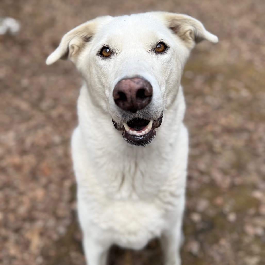 Ponyo - MIXED BREED available for adoption at SCARS in Calgary