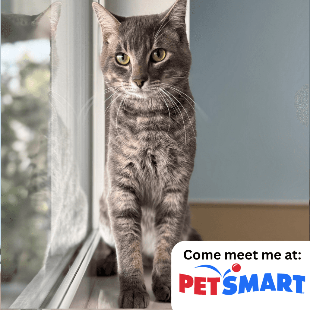 Flint - Domestic Shorthair cat available for adoption in Saskatchewan