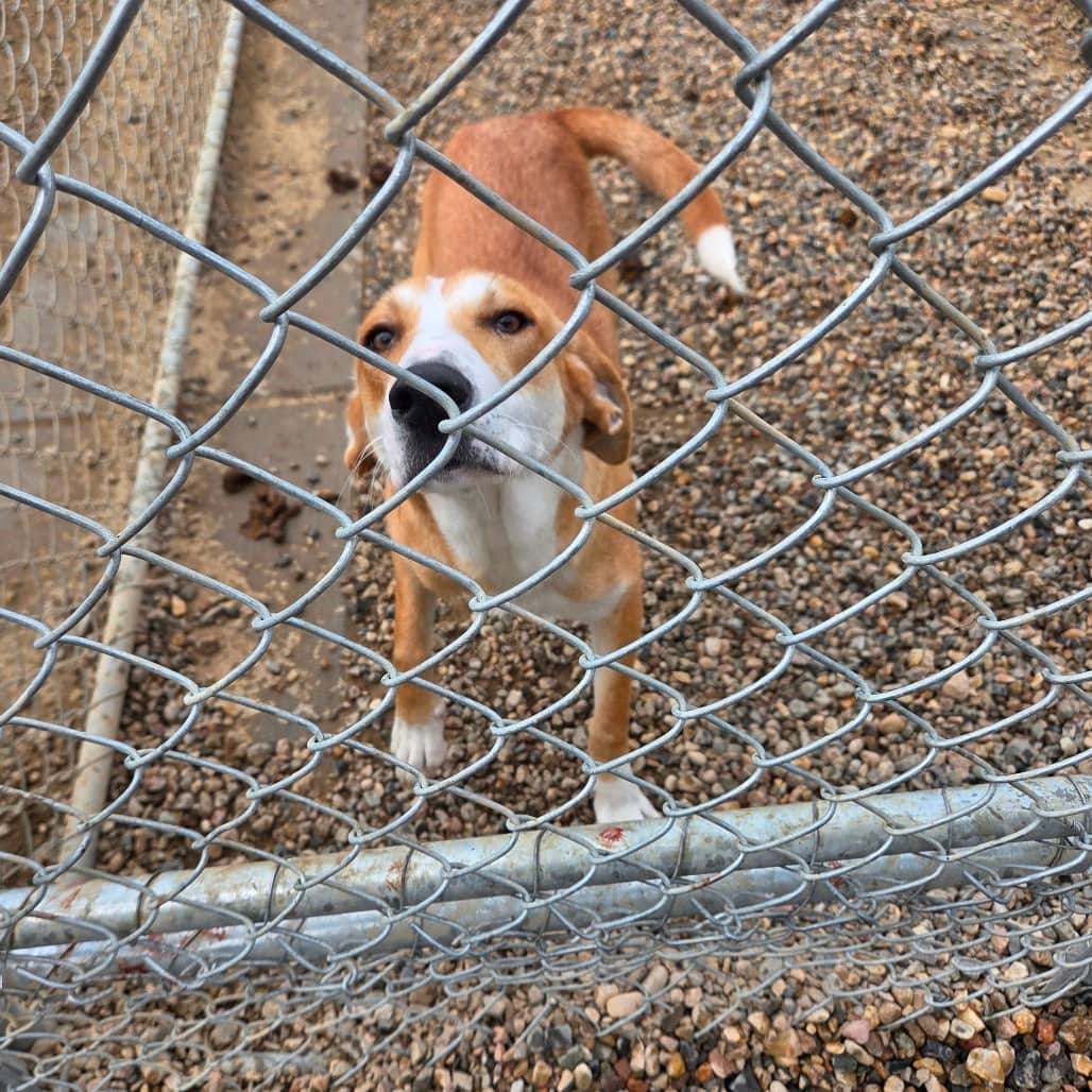Stella - Coonhound available for adoption in Saskatchewan
