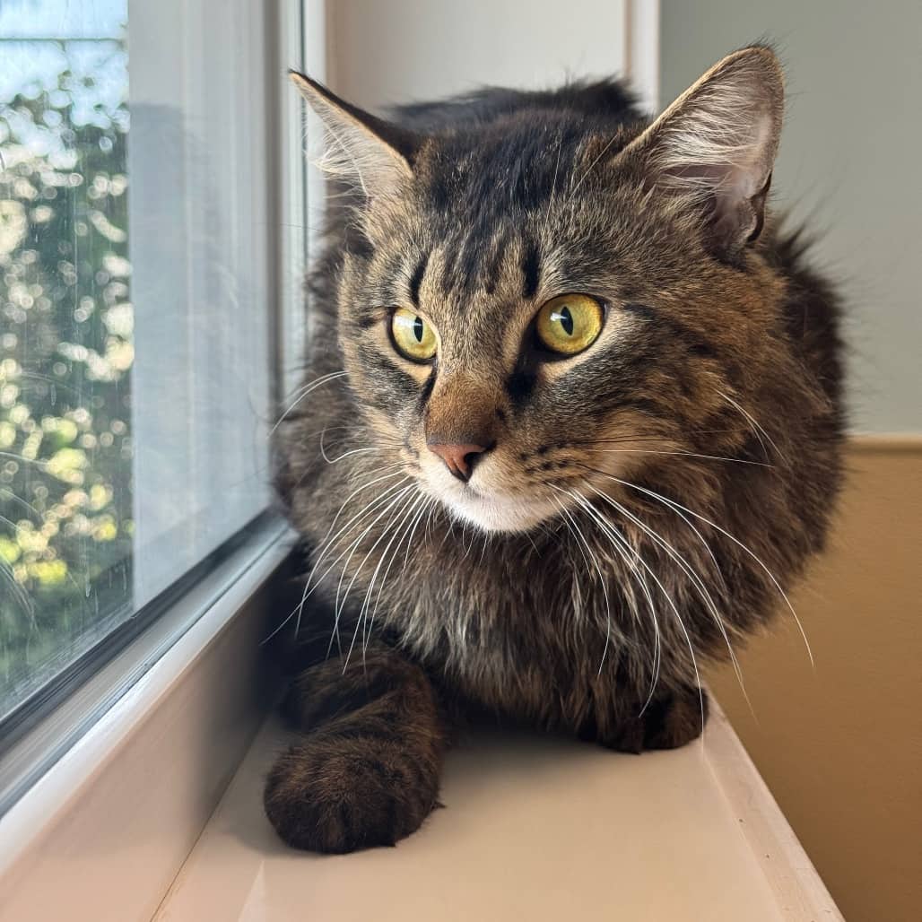Fluffernutter - Domestic Longhair available for adoption