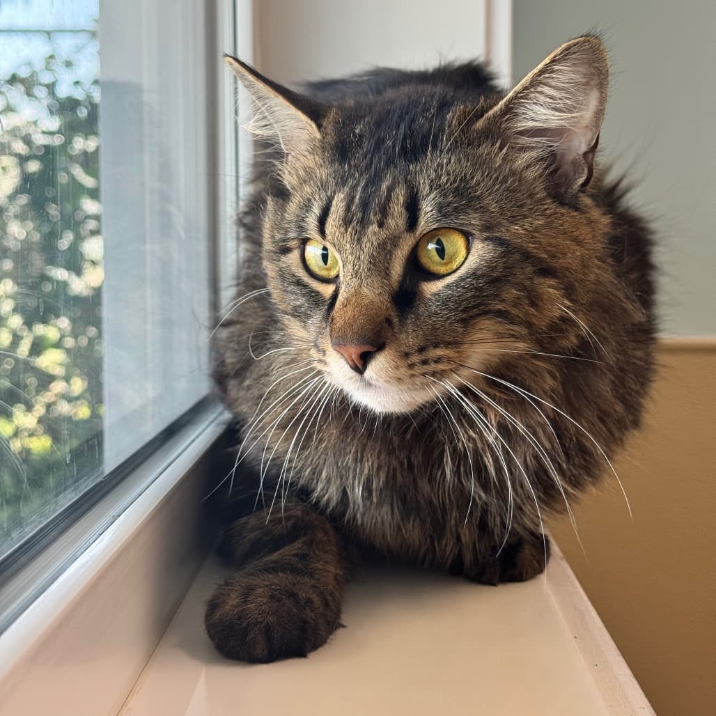 Fluffernutter - Domestic Longhair cat available for adoption at Prince Albert SPCA in Prince Albert