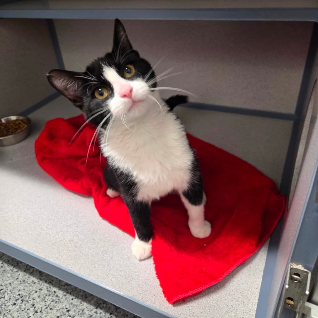Tuna - Domestic Shorthair cat available for adoption at Battlefords Humane Society in Saskatchewan