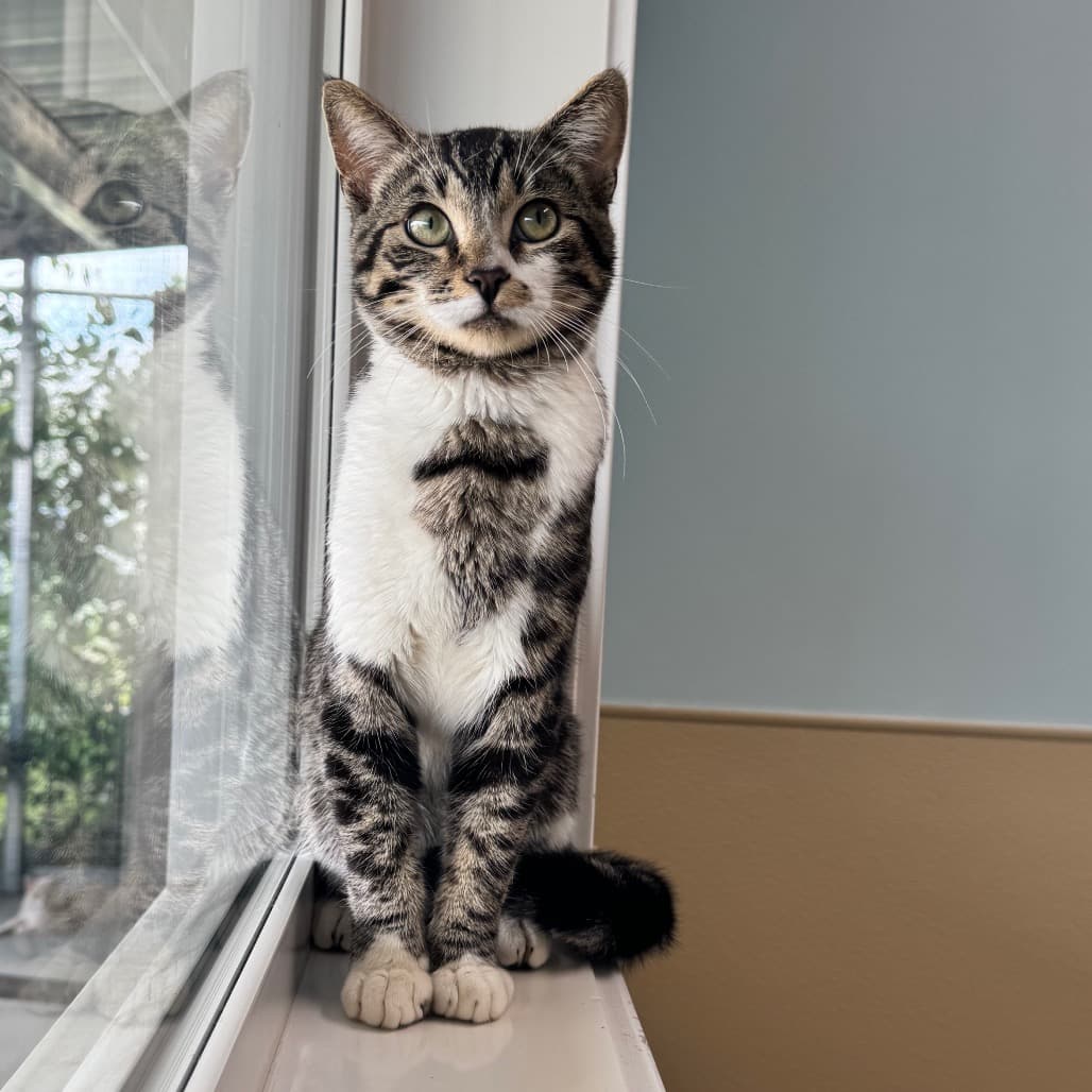 Tonka - Domestic Shorthair cat available for adoption at Prince Albert SPCA in Prince Albert