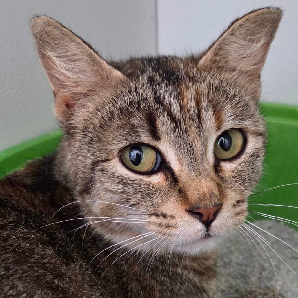 Maple - Domestic Shorthair available for adoption