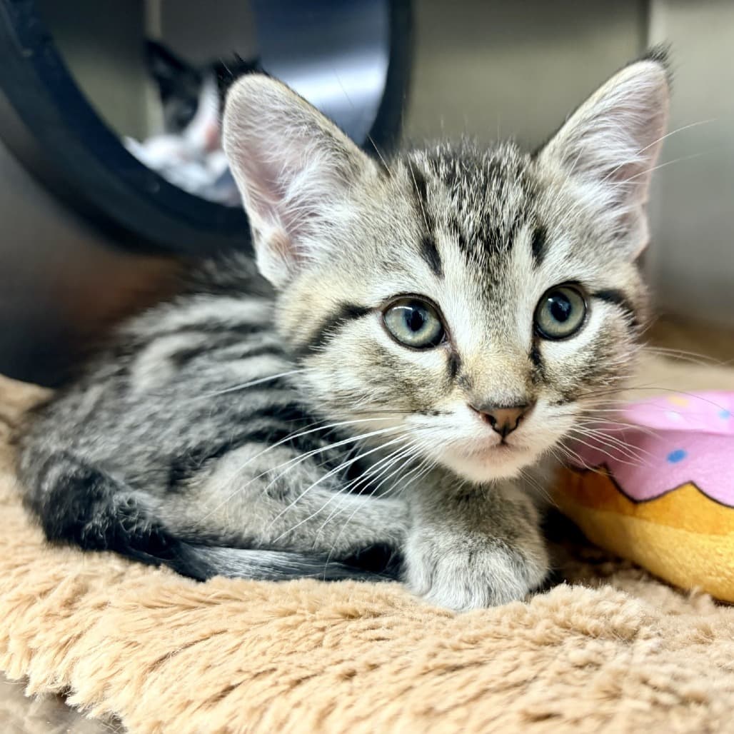 Magnolia - Domestic Shorthair cat available for adoption at Moose Jaw Humane Society in Moose Jaw