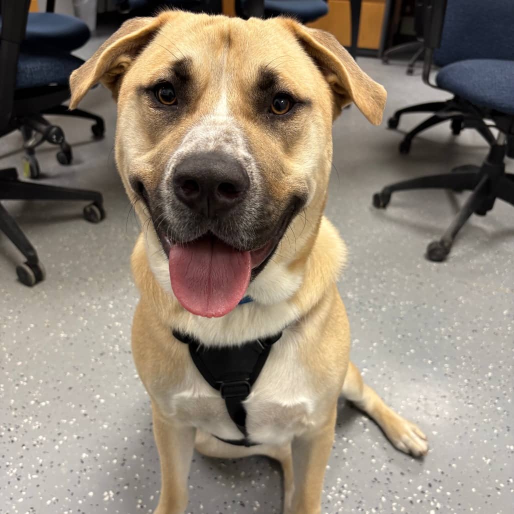 Charlie - Terrier, Pit Bull / Retriever, Labrador available for adoption