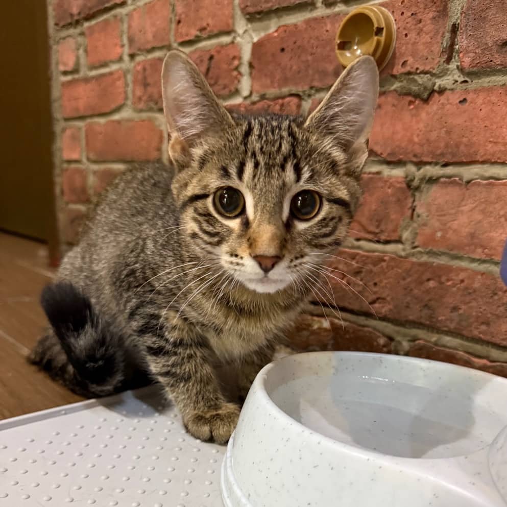 Chandler - Domestic Shorthair available for adoption