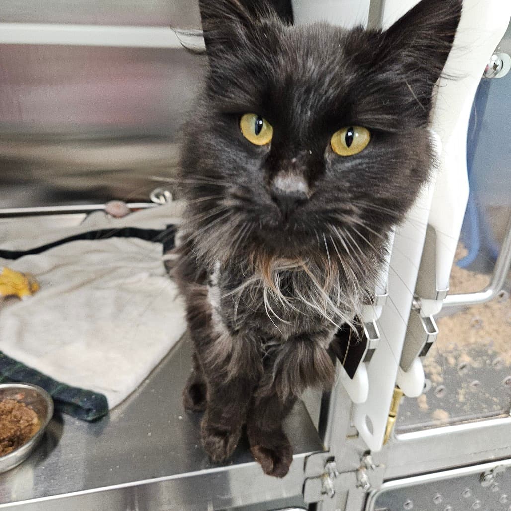 Merida - Domestic Longhair cat available for adoption at Saskatoon SPCA in Saskatoon