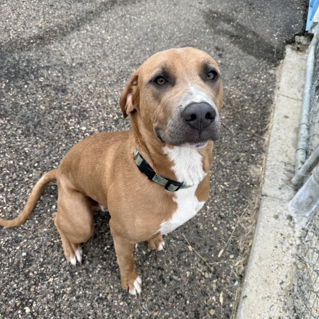 Churro - Catahoula Leopard Dog / Retriever available for adoption at SPCA Swift Current in Swift Current