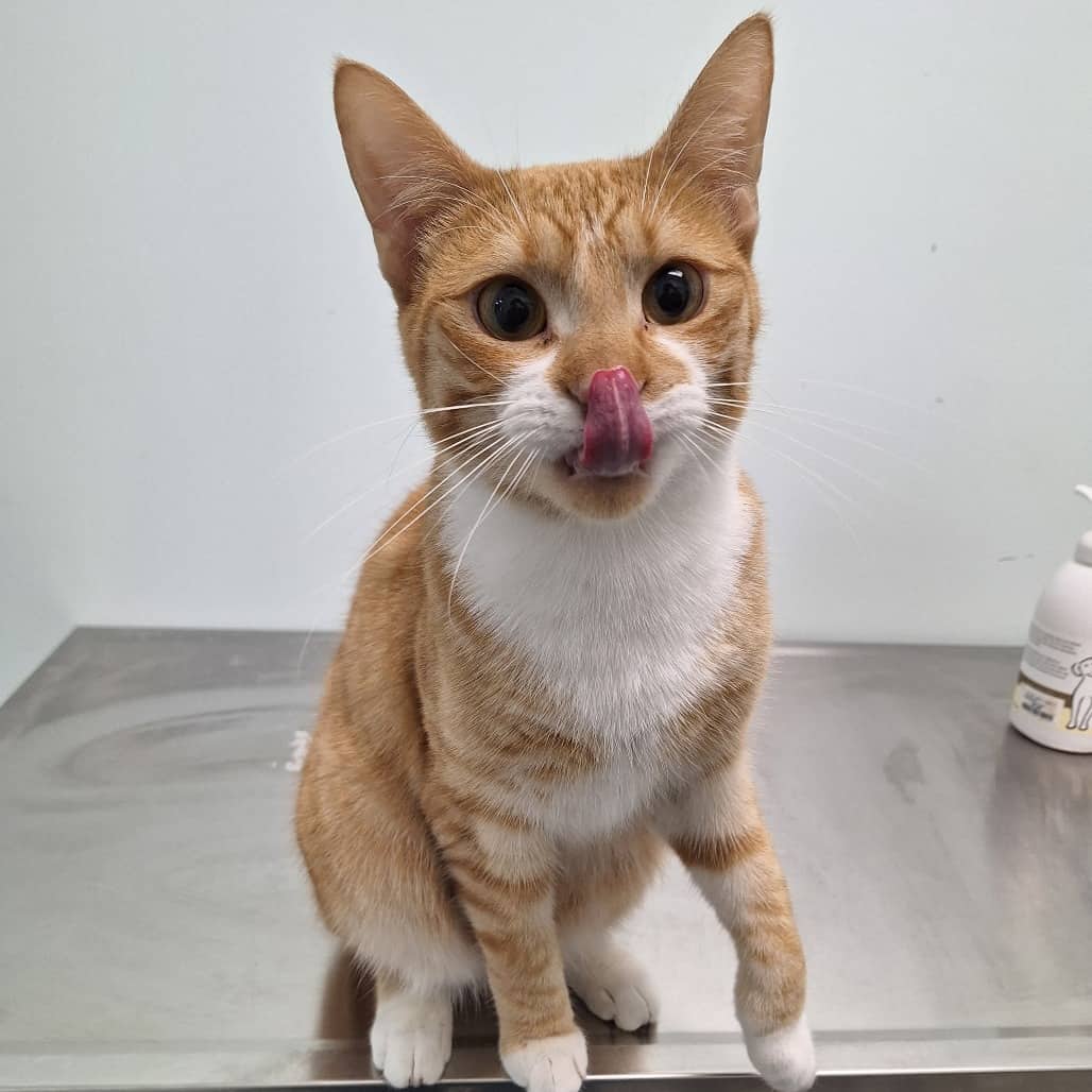 Tangerine - Domestic Shorthair cat available for adoption at Saskatoon SPCA in Saskatoon