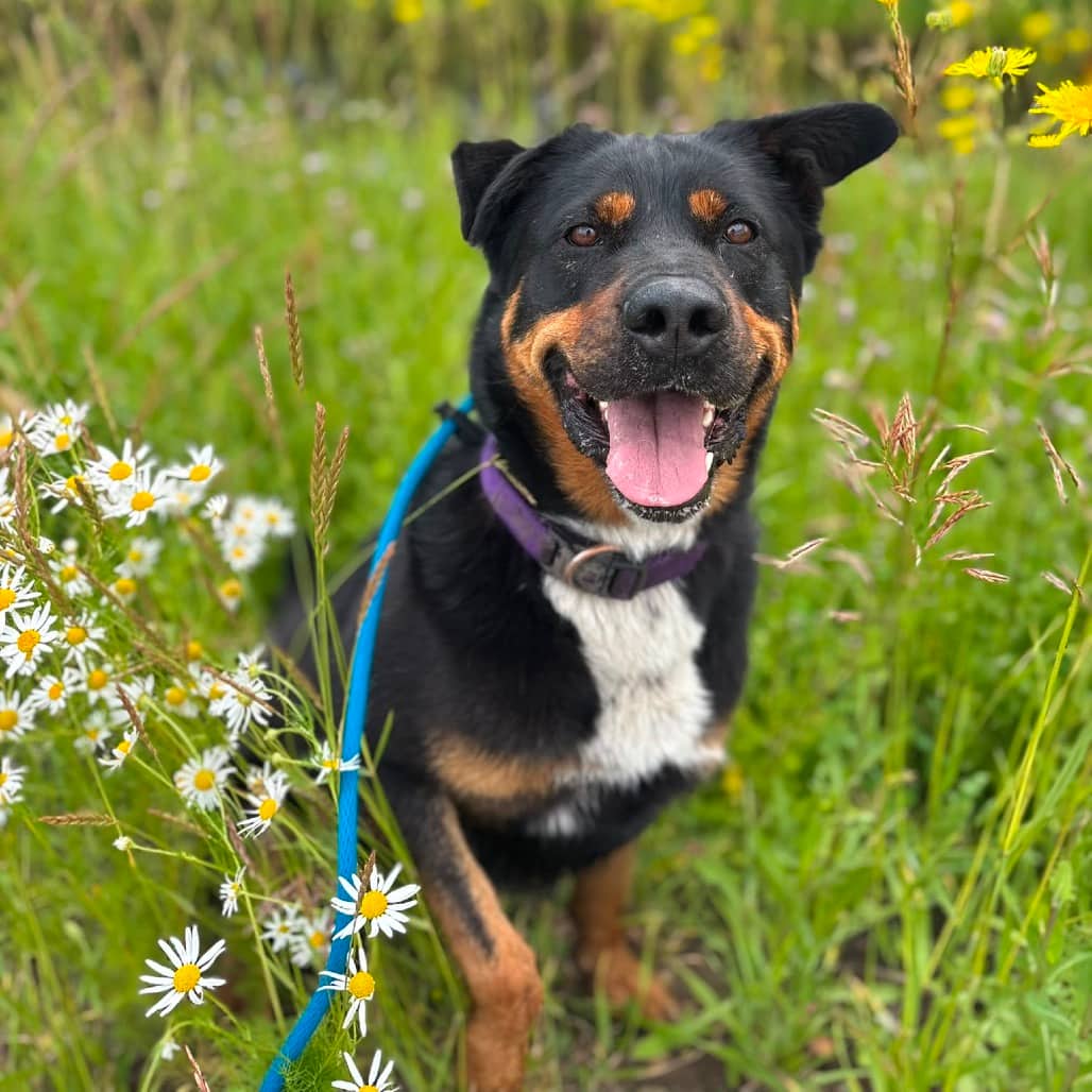 Finley - MIXED BREED available for adoption
