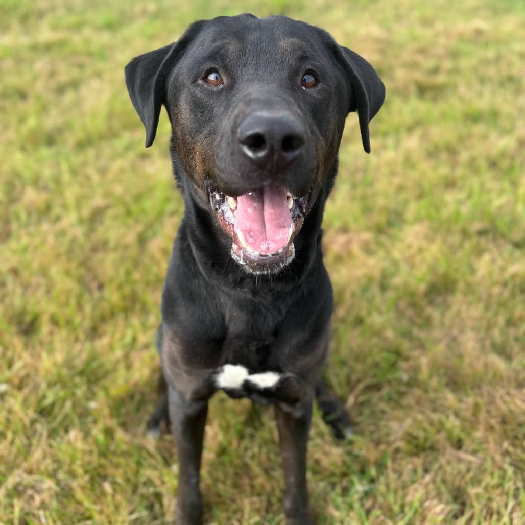 Loudra - Great Dane Mix available for adoption in Calgary