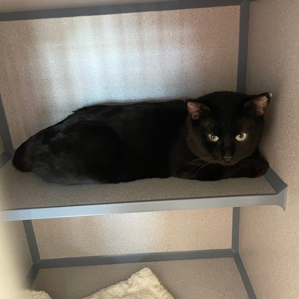 Shadow - Domestic Shorthair cat available for adoption at Battlefords Humane Society in Saskatchewan