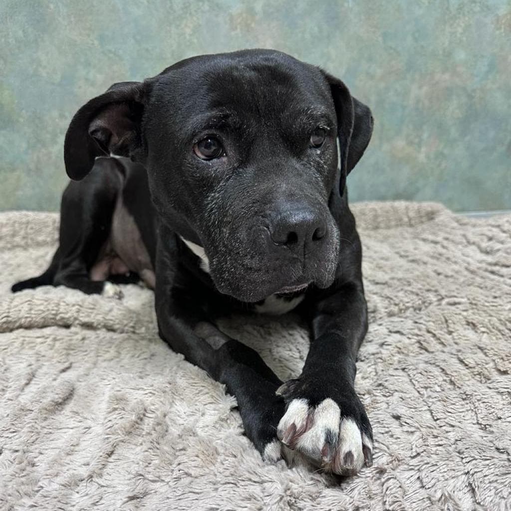 Tasha - TERRIER, PIT BULL available for adoption at SCARS in Calgary