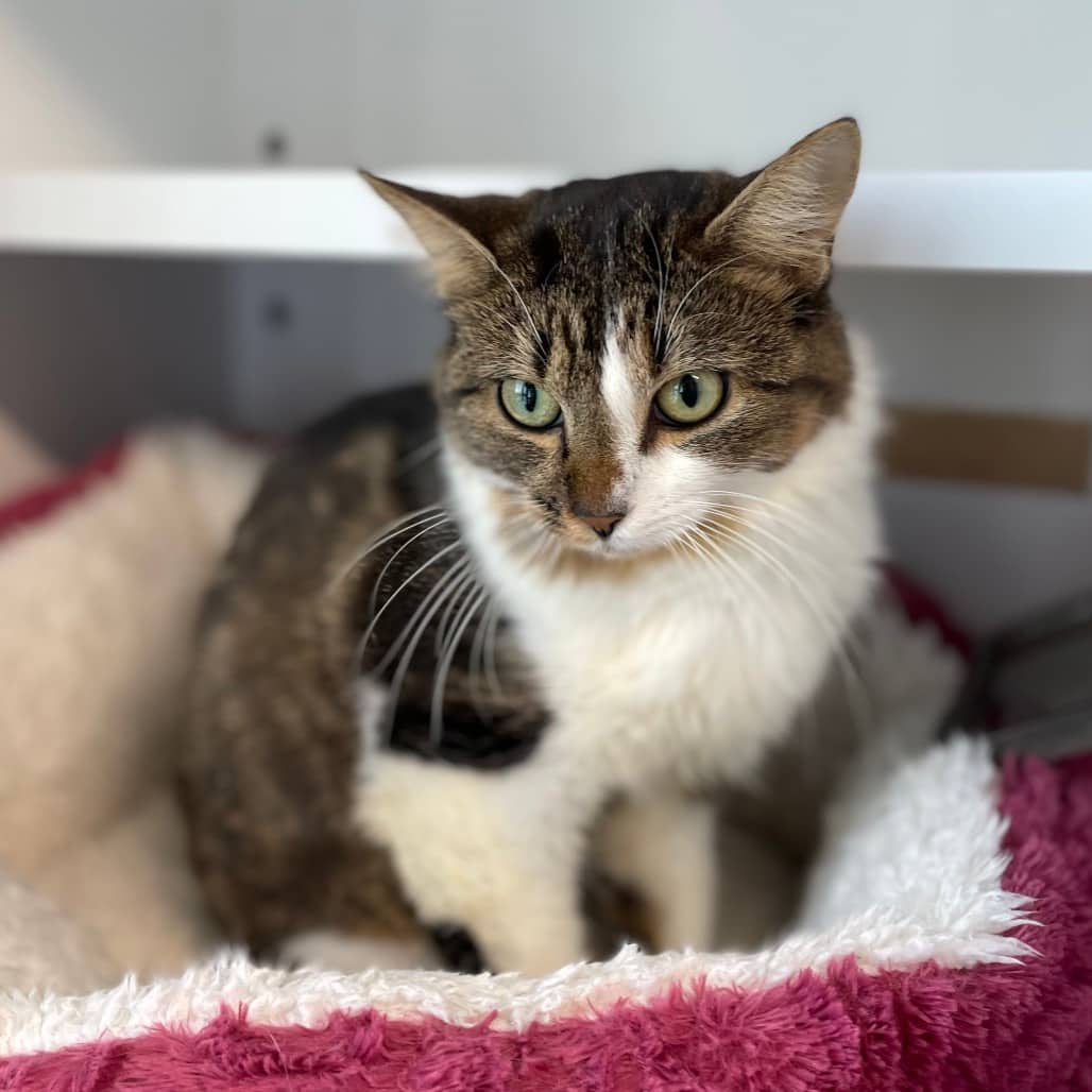 Elsie - Domestic Shorthair available for adoption