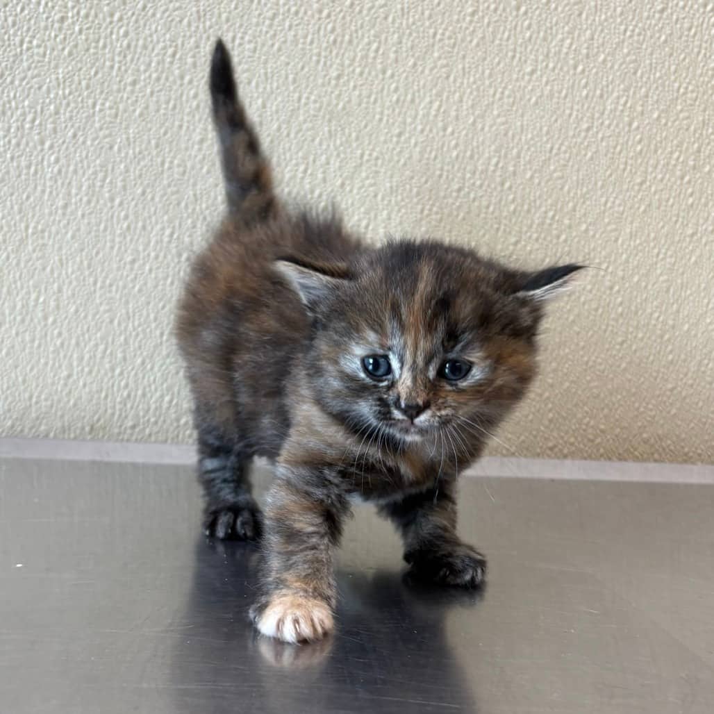 Fluffy Ruby - Domestic Shorthair cat available for adoption at Saskatoon SPCA in Saskatoon