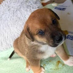 Forest - RETRIEVER/MIX available for adoption