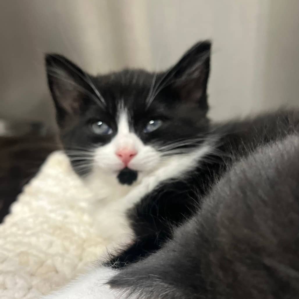 Kitty purry - Domestic Shorthair cat available for adoption at Border Paws Animal Shelter in Lloydminster