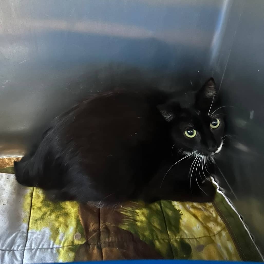 Geovanna - Domestic Shorthair cat available for adoption at SCARS in Edmonton