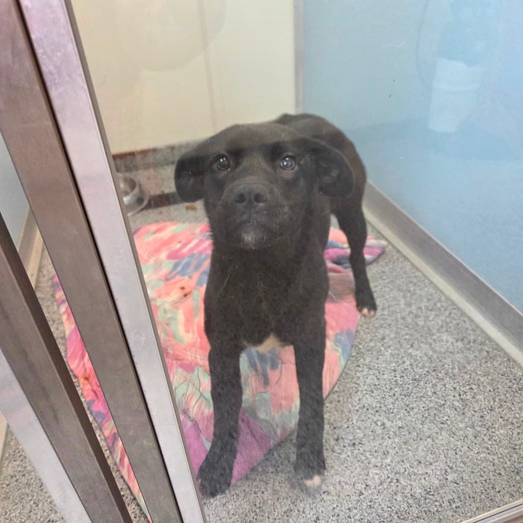Nova - Retriever, Black Labrador available for adoption in Calgary
