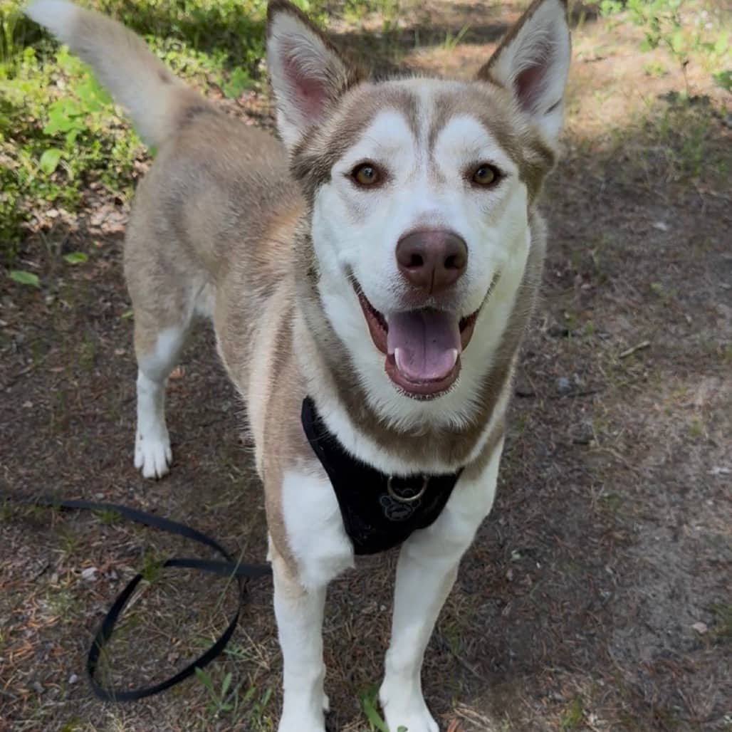 Cece - Husky / Mixed Breed (Large) available for adoption
