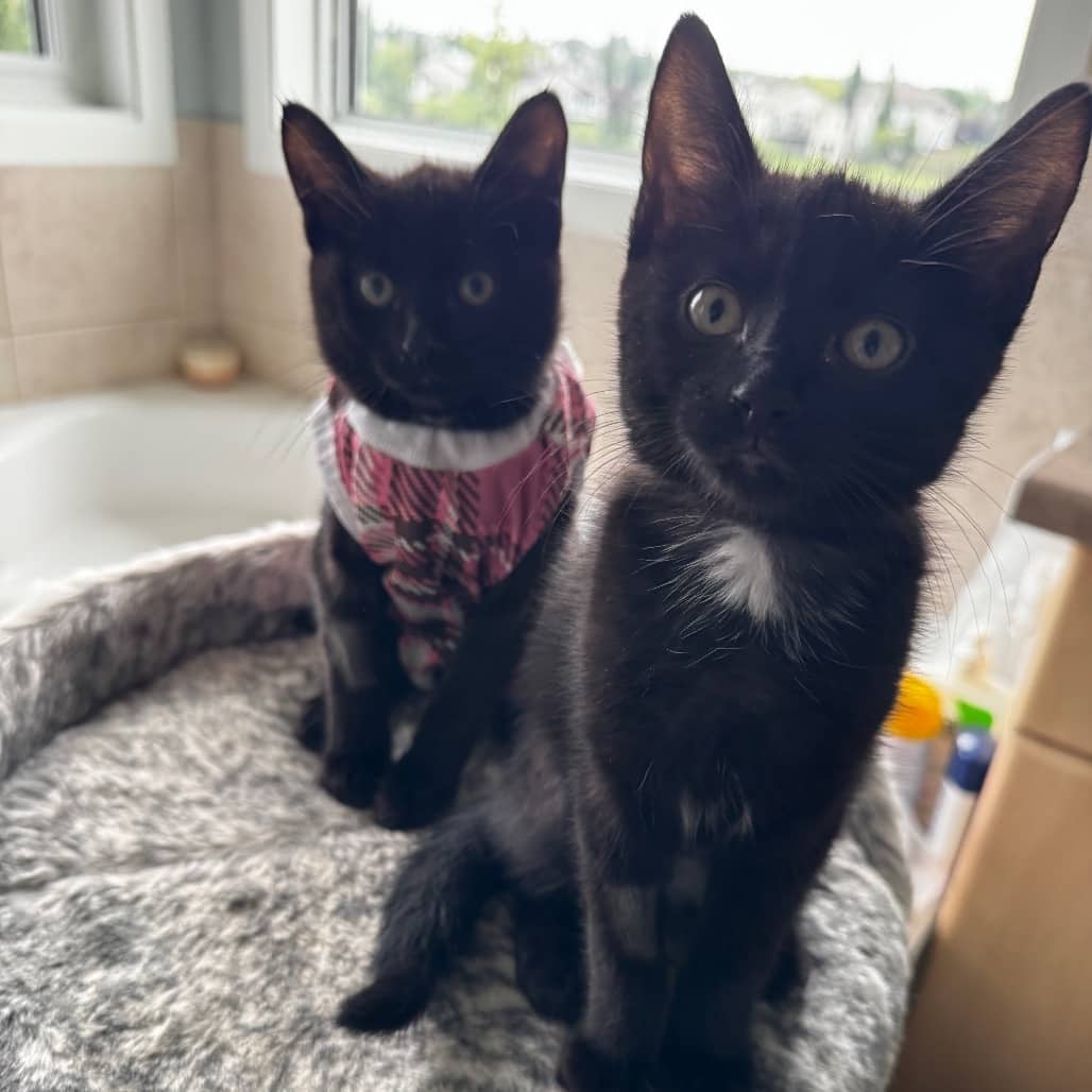 Raven - Domestic Shorthair cat available for adoption at SCARS in Edmonton (1 of 6)