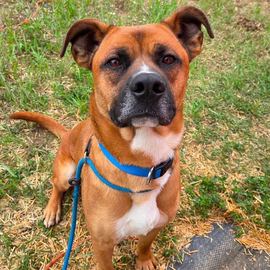 Chief - Shepherd/Terrier, American Pit Bull available for adoption in Calgary