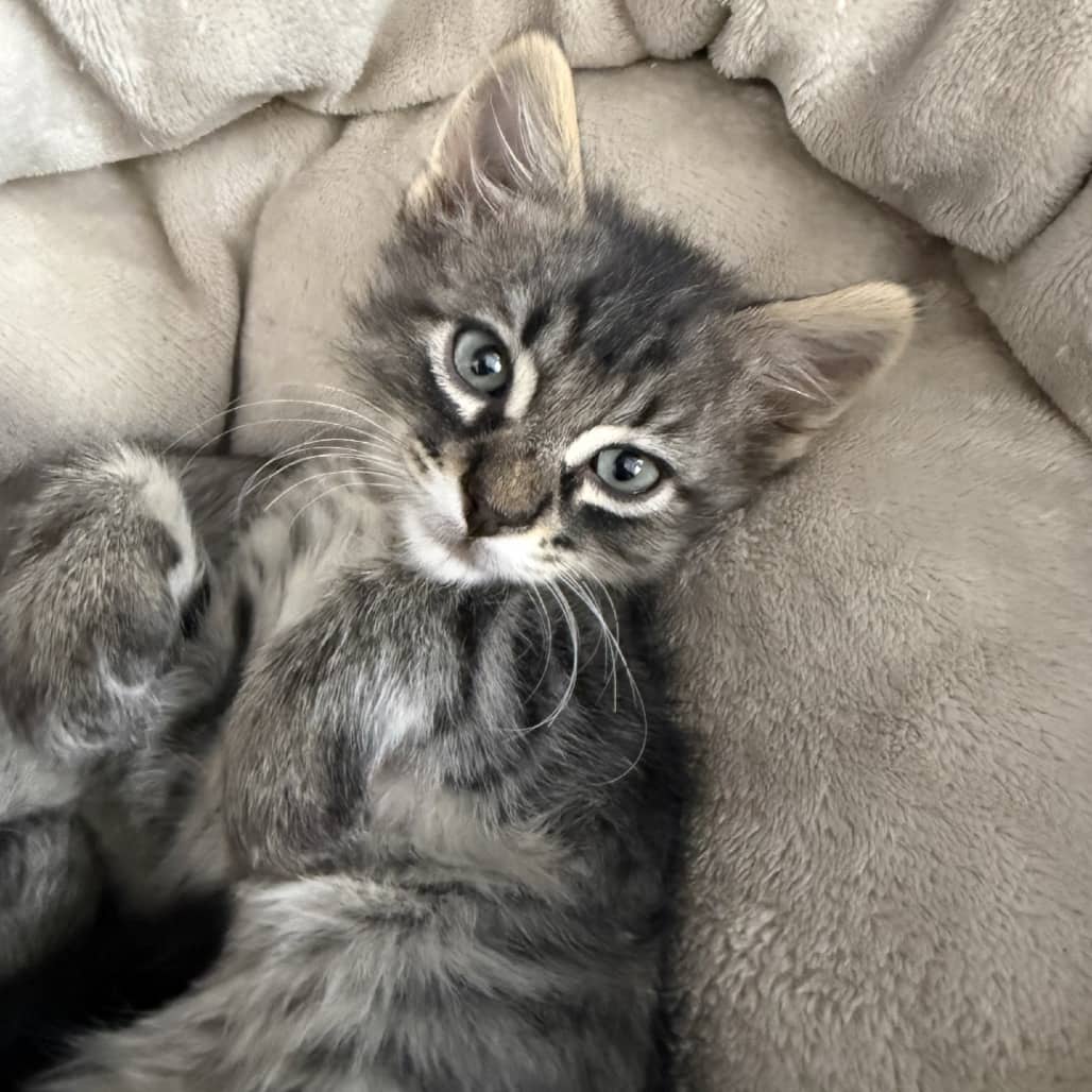 Hayes - Domestic Shorthair available for adoption