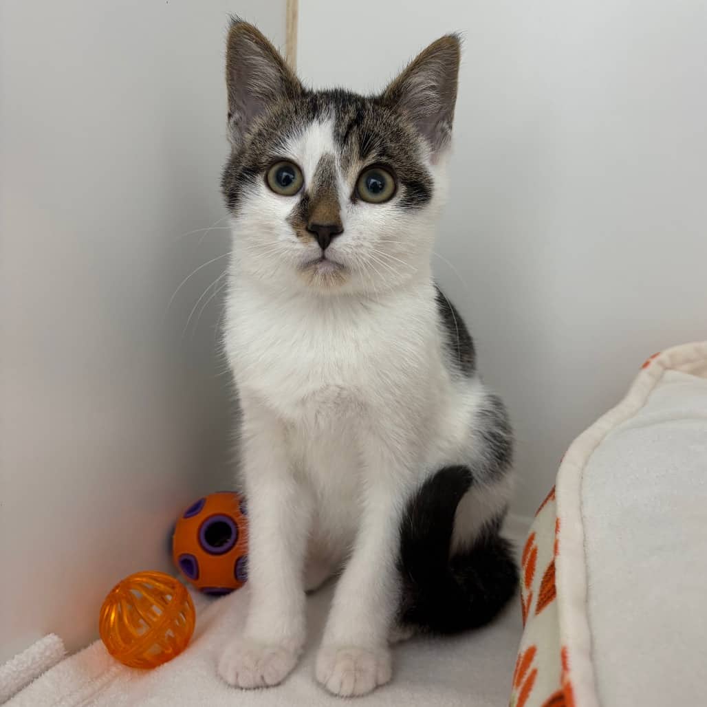 Ned - Domestic Shorthair available for adoption