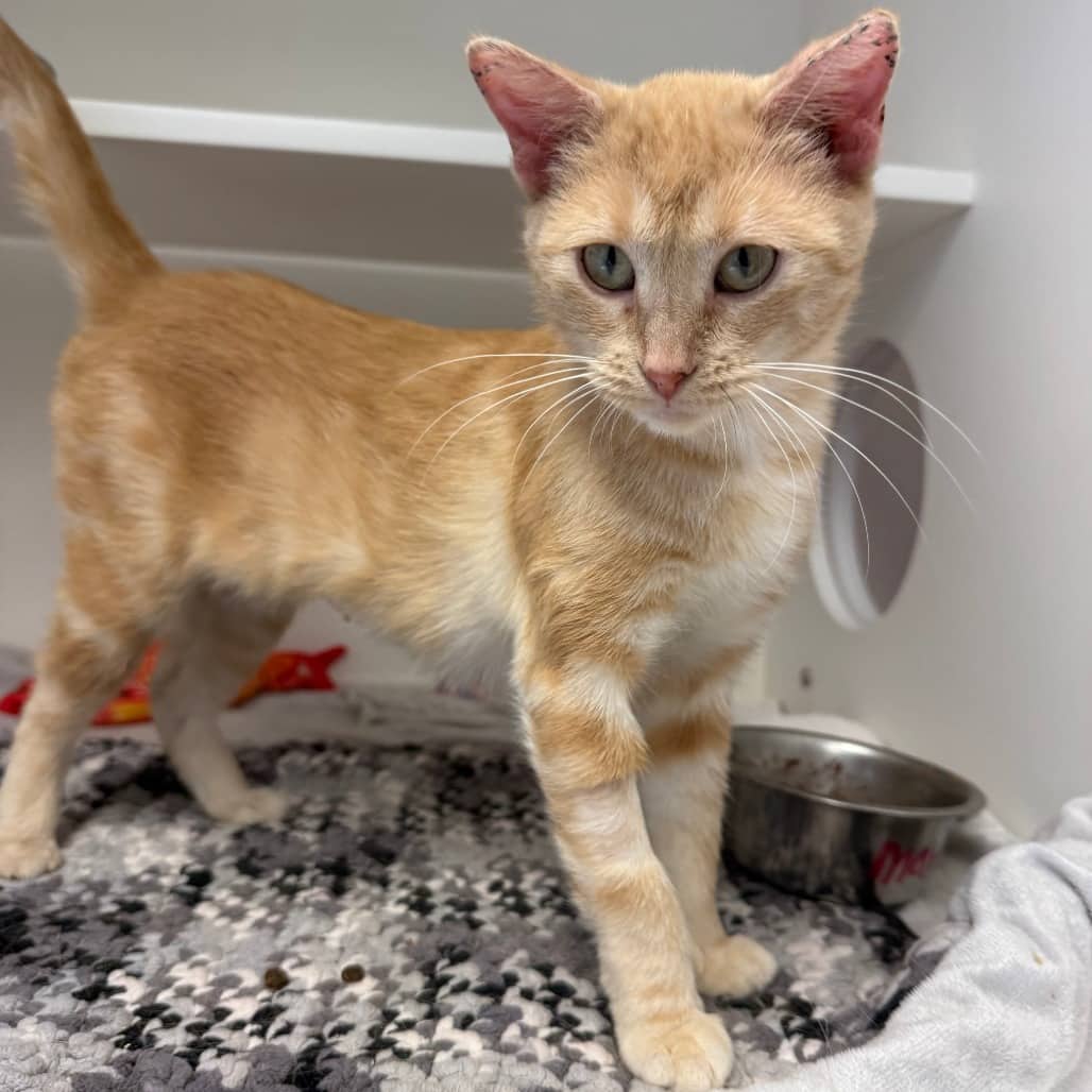 Mavis - Domestic Shorthair available for adoption