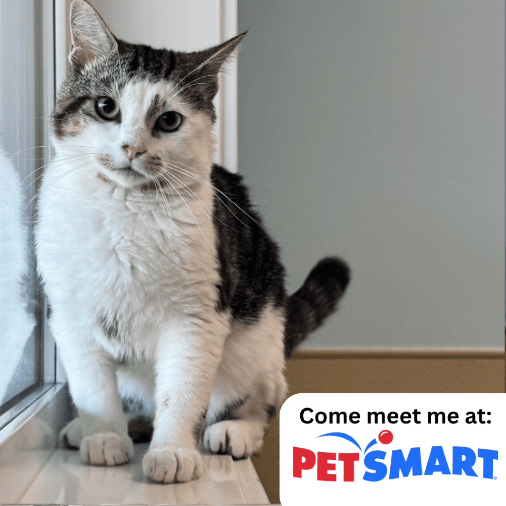 Cowboy - Domestic Shorthair available for adoption