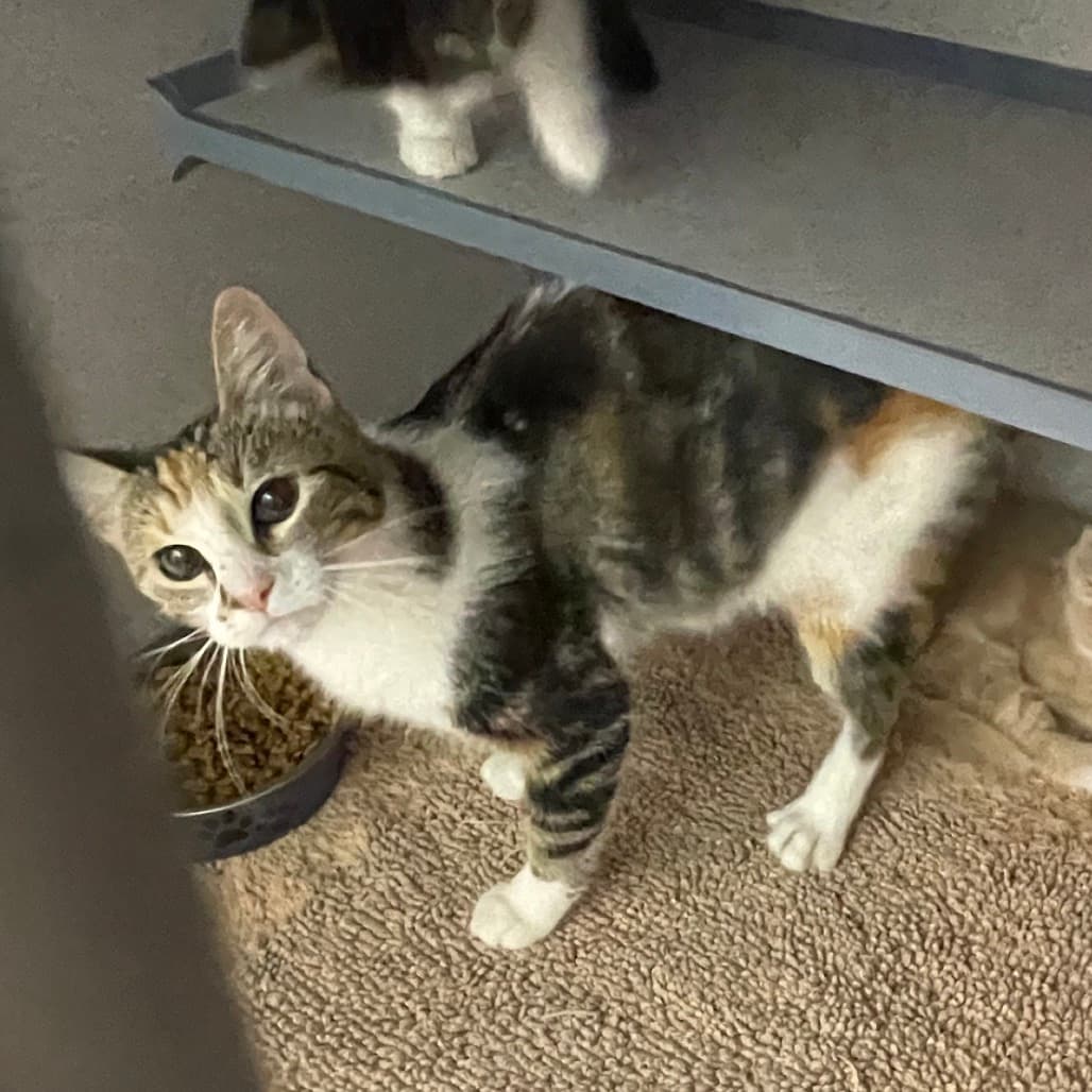 Patches - Domestic Shorthair cat available for adoption at Battlefords Humane Society in North Battleford