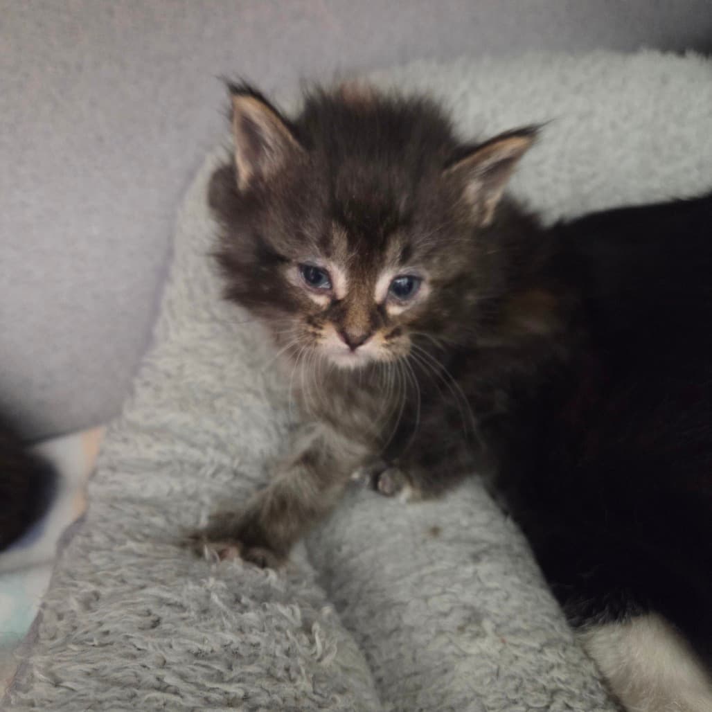 Thalassa - Domestic Medium Hair available for adoption