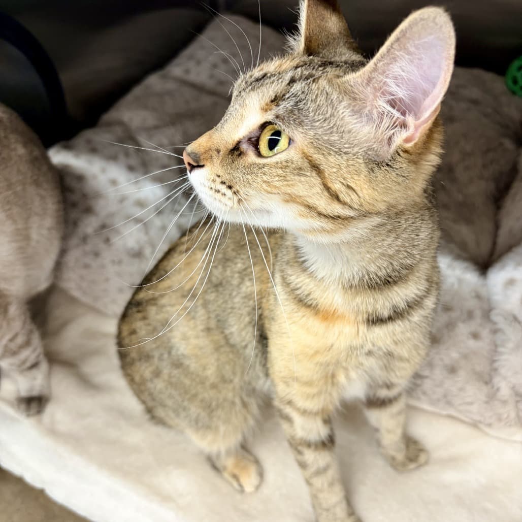 Jelly bean - Domestic Shorthair cat available for adoption at Moose Jaw Humane Society in Moose Jaw