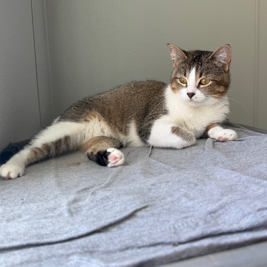 Bunny - Domestic Shorthair cat available for adoption at Battlefords Humane Society in Saskatchewan