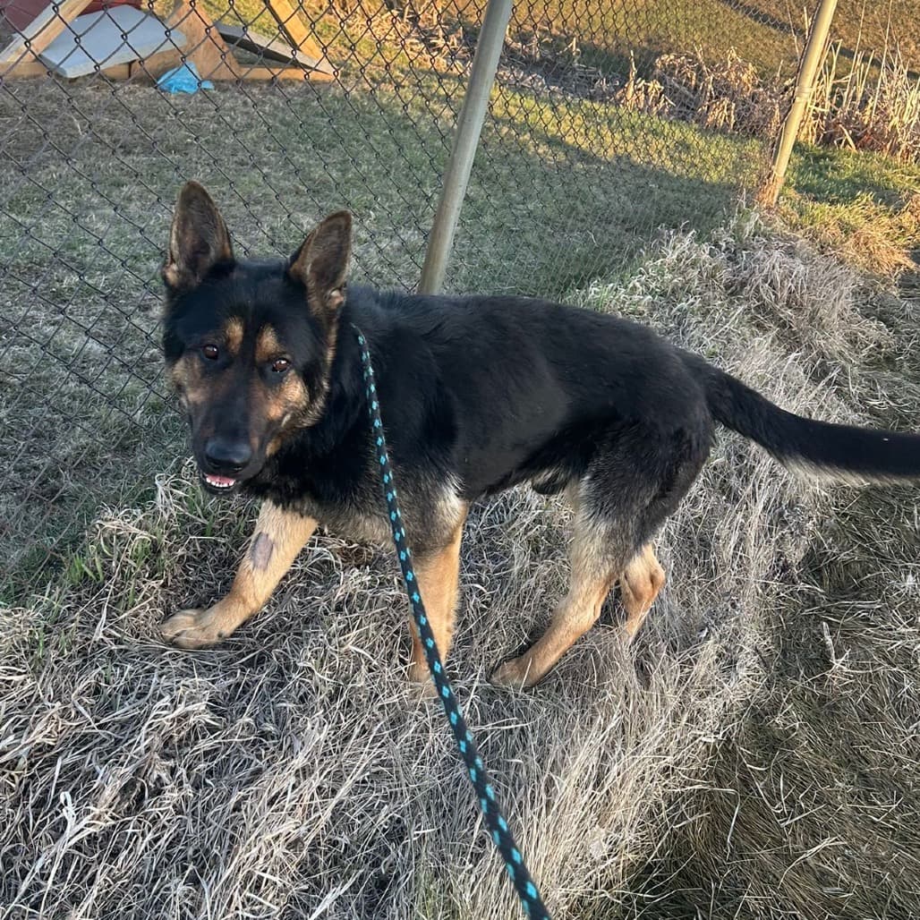 Maverick - SHEPHERD, GERMAN/MIX available for adoption