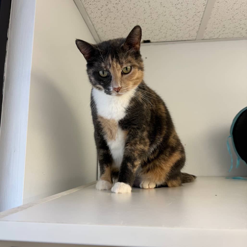Peach - Domestic Shorthair cat available for adoption at Border Paws Animal Shelter in Lloydminster